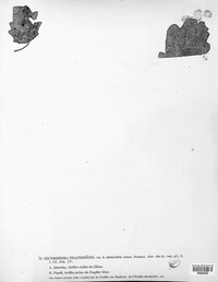 Phacidium lauri image